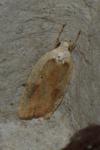 Agonopterix nervosa