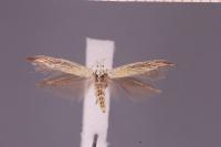 Coleophora ornatipennella