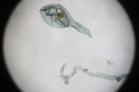Coleophora ornatipennella
