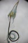 Coleophora ornatipennella