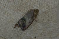Cydia splendana