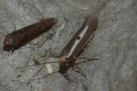 Parahyponomeuta egregiella