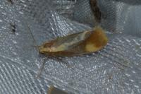 Harpella forficella