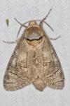 Cossus cossus