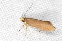 Crassa unitella