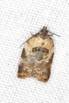 Acleris variegana