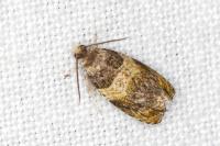Celypha aurofasciana