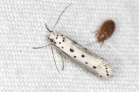 Ethmia terminella