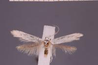 Coleophora anatipennella