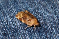 Archips xylosteana