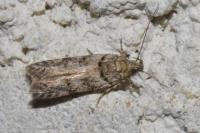 Teleiopsis