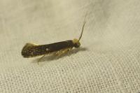 Monopis imella