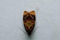 Ditula angustiorana