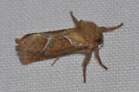 Triodia sylvina