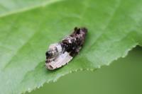 Hedya nubiferana