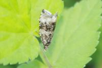 Celypha lacunana