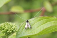 Adela reaumurella