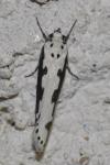 Ethmia bipunctella