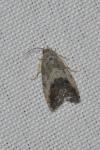Cydia splendana