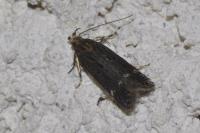 Aroga velocella
