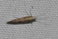 Plutella xylostella
