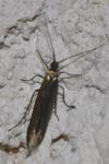 Coleophora
