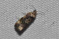 Endothenia gr. gentianaeana