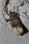 Hedya ochroleucana