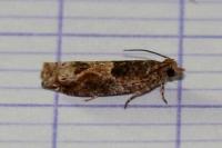 Crocidosema plebejana