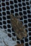 Psoricoptera gibbosella