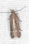 Aroga velocella