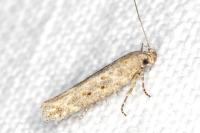 Scrobipalpa