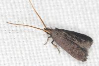 Lecithocera nigrana