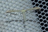 Adaina microdactyla