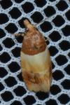 Epinotia festivana