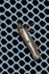Parahyponomeuta egregiella