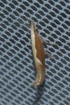 Ypsolopha dentella