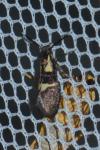 Dasycera oliviella