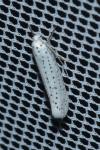 Yponomeuta evonymella