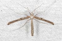 Agdistis