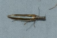 Pleurota aristella