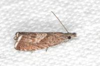 Dichrorampha acuminatana