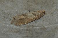 Pelochrista caecimaculana