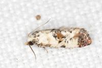 Neocochylis hybridella