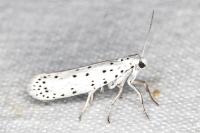 Yponomeuta