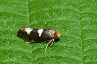 Incurvaria masculella