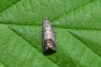 Cydia pomonella
