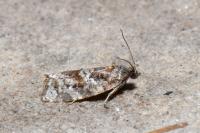 Argyrotaenia ljungiana