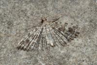 Alucita hexadactyla