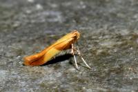 Caloptilia robustella